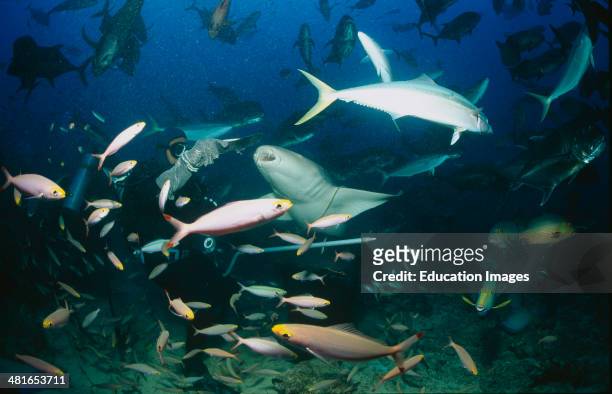 Tawny nurse shark, Nebrius ferrugineu, in the school of fish, average size is about 200 to 250 cm. Their diet consists of crabs, octopuses, corals,...