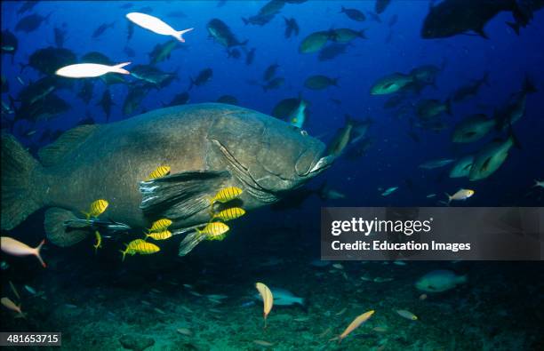 Giant grouper, Epinephelus lanceolatus, or Ratu Rua from Shark Reef shows no shyness and get close to the divers, is the largest bony fish in the...