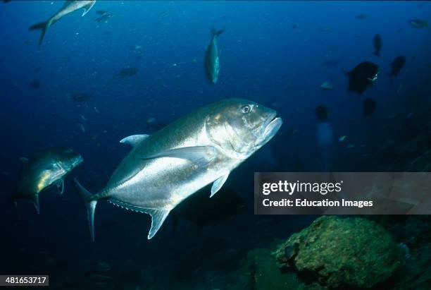 Giant Trevally, Caranx ignobilis, extremely powerful fighting fish reach a length up to 170 cm and are found mainly at depths of between 10-40...