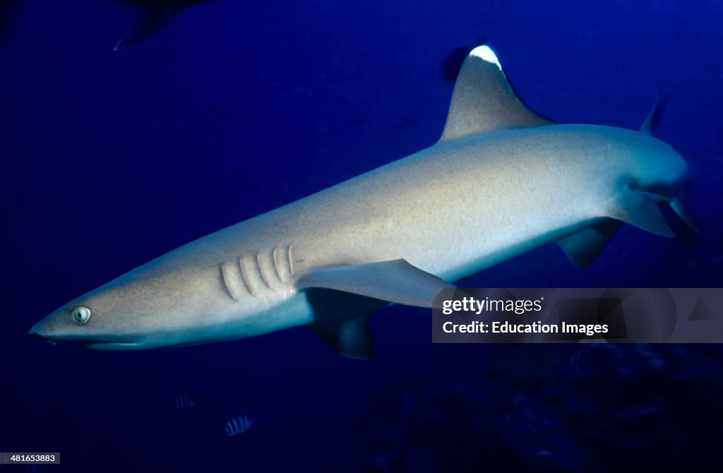 White tip reef shark, Triaenodon obesus, at Shark Reef edge
