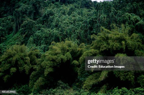 Rainforest on the Navua River, About 40 percent of the area of Fiji, especially the rainy South Eastern side, are covered with rain forest. Here grow...