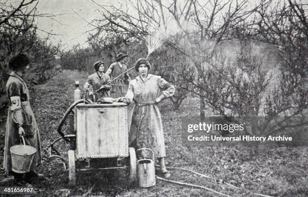 Safeguarding the Kentish fruit crop. Women of the Land Army engaged in spraying fruit trees in the Maidstone district to free them from insect pests..