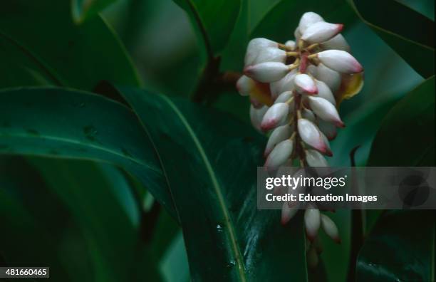 Shell Ginger, Alpinia zerumbet, Grows up to 40 cm long inflorescences and reaches a height of up to 3 meters. The flower shoots are hanging down and...