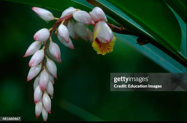 Shell Ginger, Alpinia zerumbet, Grows up to 40 cm long inflorescences and reaches a height of up to 3 meters. The flower shoots are hanging down and...