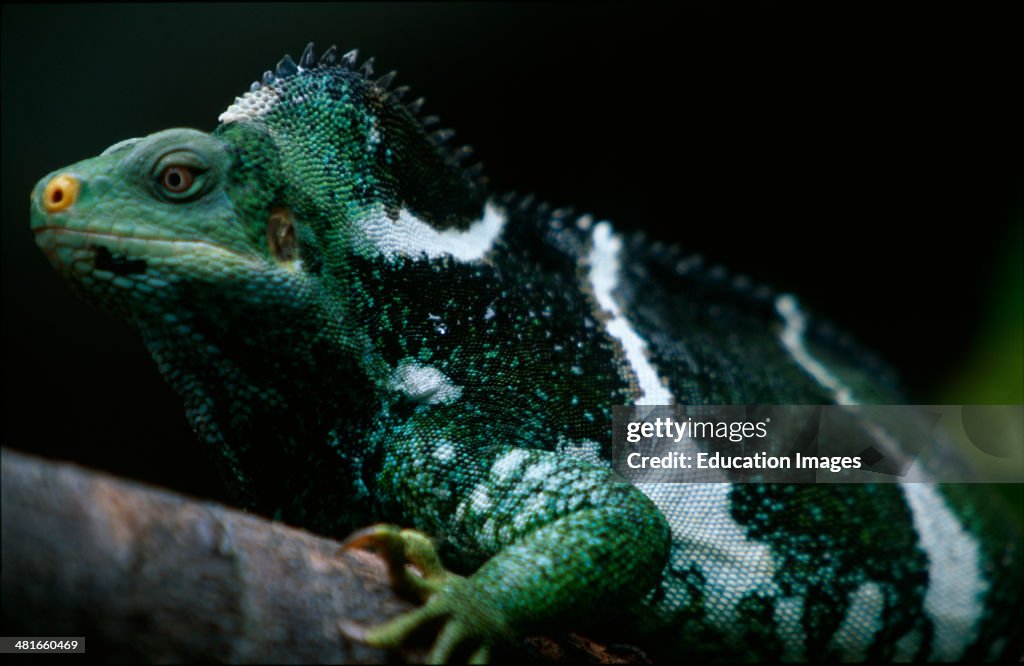 Fiji Crested Iguana, Brachylophus vitiensis, Portrait