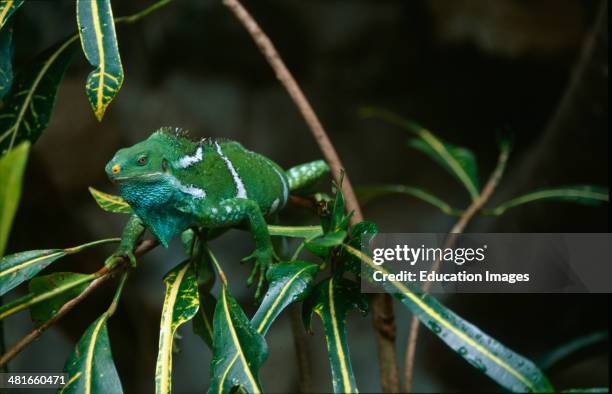 Fiji Crested Iguana, Brachylophus vitiensis, Portrait, discovered in 1979 This very rare iguana species occurs only on some small islands of the Fiji...