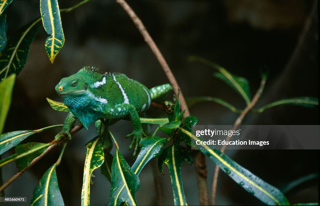 Fiji Crested Iguana, Brachylophus vitiensis, Portrait