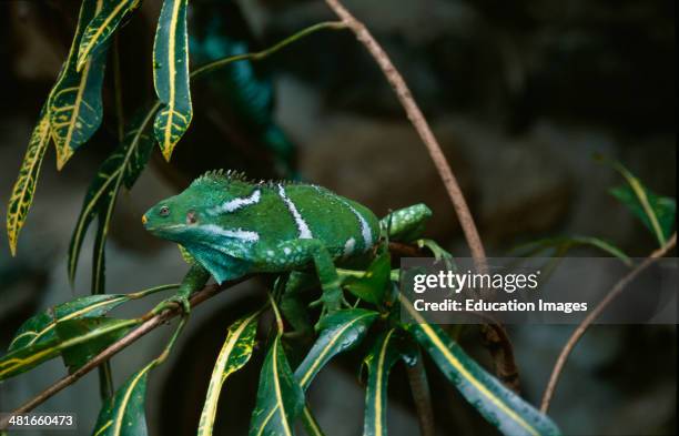 Fiji Crested Iguana, Brachylophus vitiensis, Portrait, discovered in 1979 This very rare iguana species occurs only on some small islands of the Fiji...