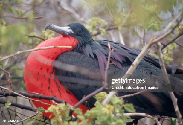 Bird Chest Ruffles 165 Puffed Up Chest Stock Photos, High-Res Pictures, and Images - Getty ...