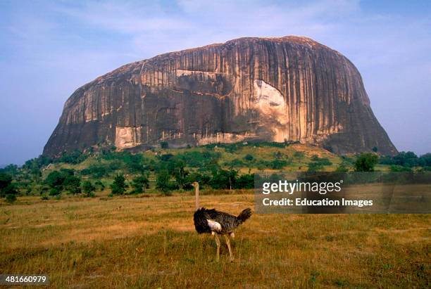 An ostrich at Zuma Rock. Zuma Rock near Abuja is one of Nigeria's most famous landmarks. It is a sacred place where Nigerians believe that spirits...