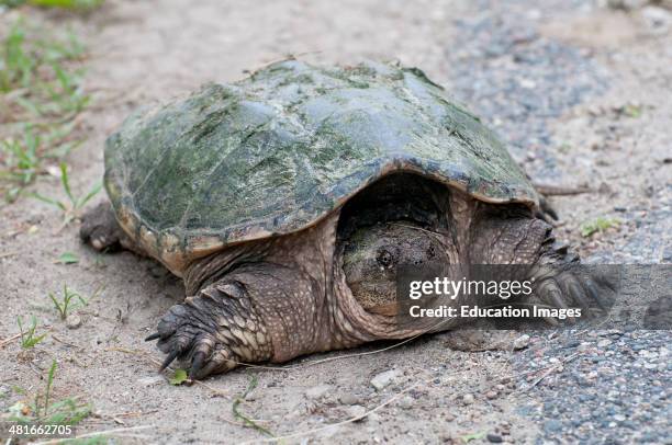 Vadnais Heights, Minnesota, Vadnais Lake Regional Park. Common Snapping Turtle, Chelydra serpentina.