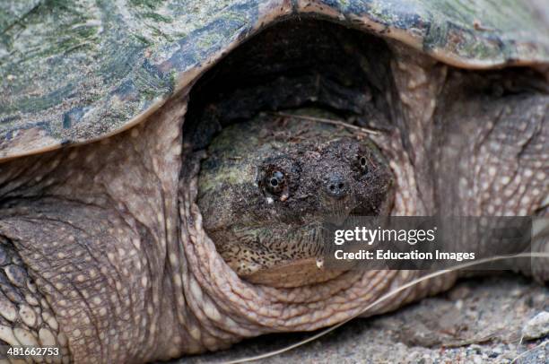 Vadnais Heights, Minnesota, Vadnais Lake Regional Park. Common Snapping Turtle, Chelydra serpentina.