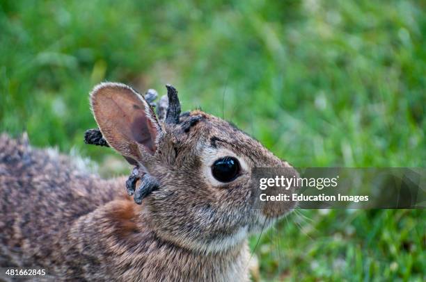 Vadnais Heights, Minnesota, Eastern Cottontail rabbit, Sylvilagus floridanus, Rabbit with the papilloma virus , or Shope papilloma virus, which is a...