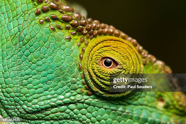 parson?s chameleon, madagascar - camaleonte foto e immagini stock
