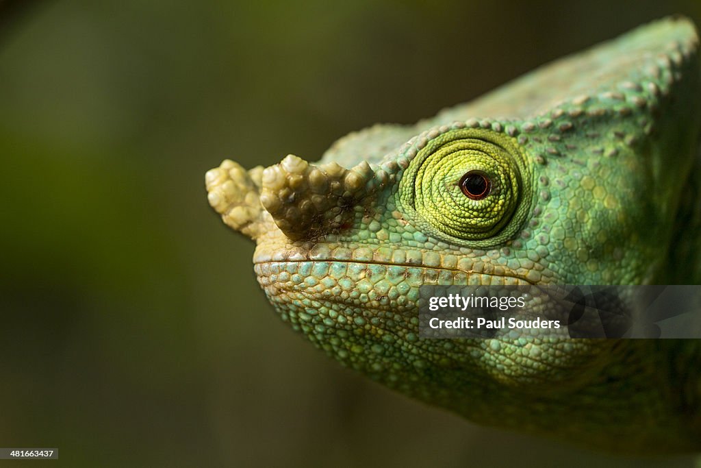 Parson?s Chameleon, Madagascar