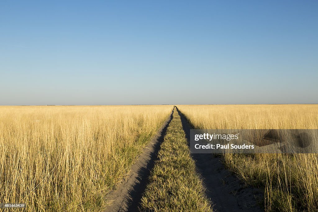 Tracks in Grass, Nxai Pan National Park, Botswana