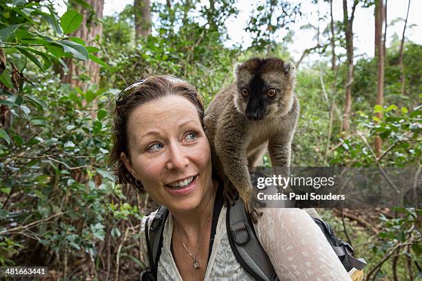 brown lemur and tourist, madagascar - collared lemur stock pictures, royalty-free photos & images