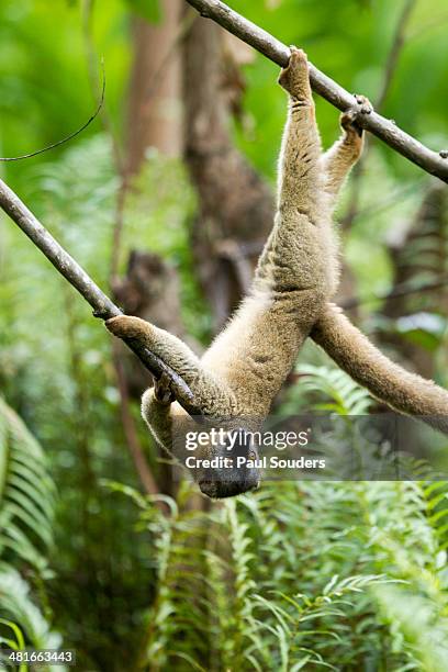 common brown lemur, madagascar - collared lemur stock pictures, royalty-free photos & images