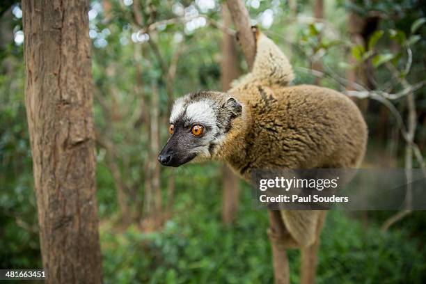 common brown lemur, madagascar - collared lemur stock pictures, royalty-free photos & images