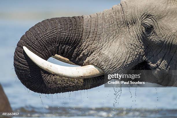 bull elephant drinking, botswana - stoßzahn stock-fotos und bilder