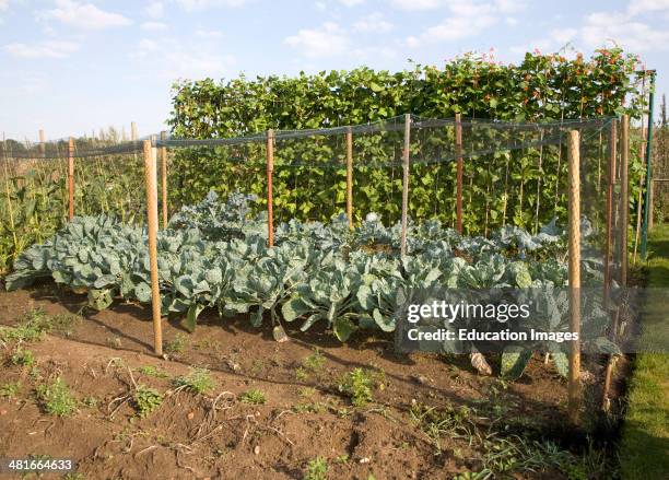 Runner bean and cabbage plants growing in an allotment garden, Shottisham, Suffolk, England.