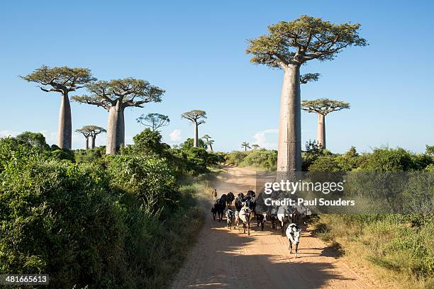 allee des baobabs, madagascar - baobab stockfoto's en -beelden