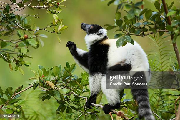 black and white ruffed lemur, madagascar - black and white ruffed lemur stock pictures, royalty-free photos & images
