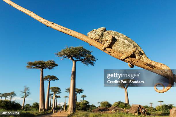 chameleon, avenue of baobabs, madagascar - east african chameleon stock pictures, royalty-free photos & images