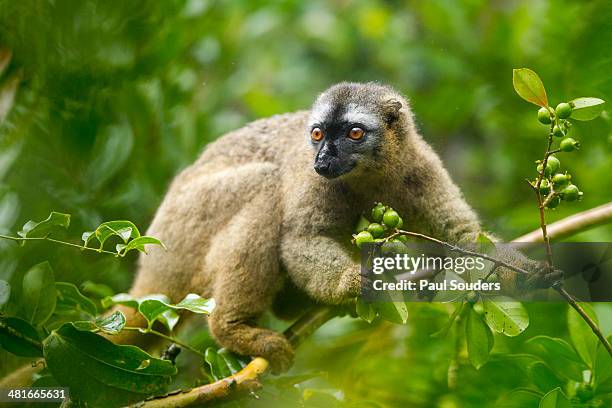 brown lemur, ranomafana national park, madagascar - parc national de ranomafana photos et images de collection