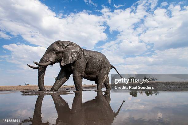 bull elephant, chobe national park, botswana - chobe national park stock pictures, royalty-free photos & images