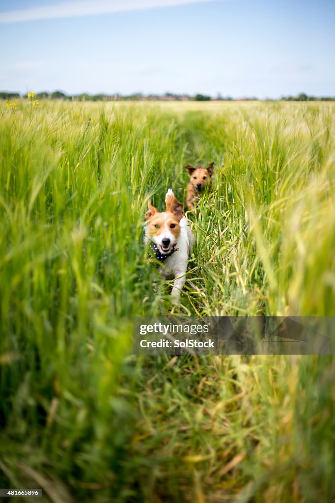 Taking Chase