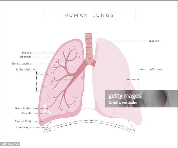 bildbanksillustrationer, clip art samt tecknat material och ikoner med human lungs diagram - lunga