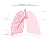 Human Lungs Diagram