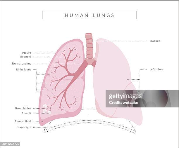 human lungs diagram - human lung stock illustrations