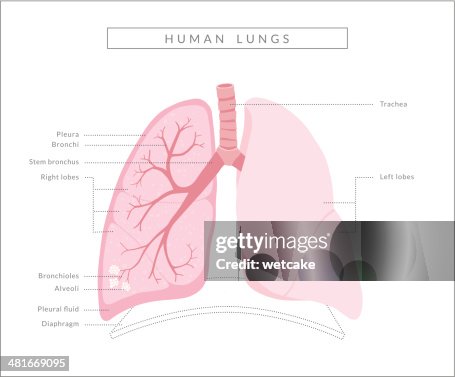 Human Lungs Diagram Human Lungs Diagram