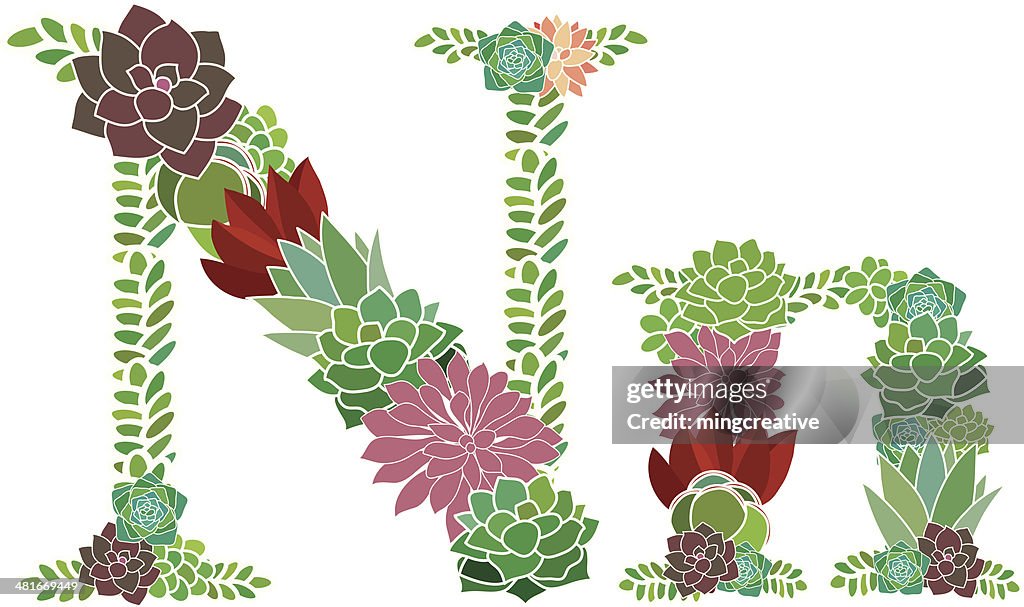Succulent latina n, n