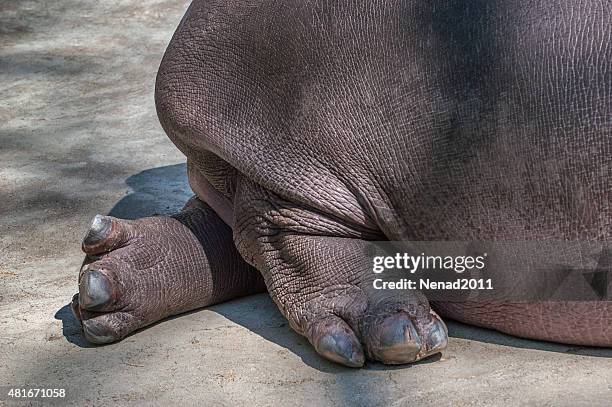 Hippopotamus nails