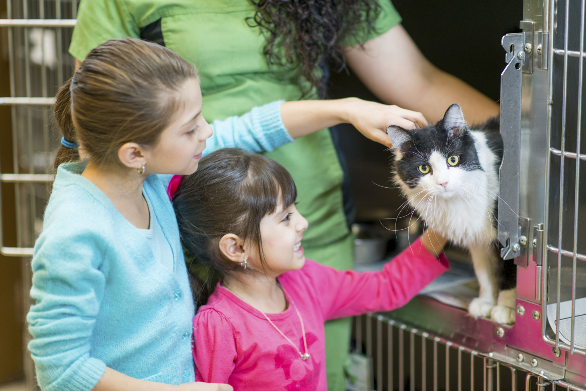 animal shelter