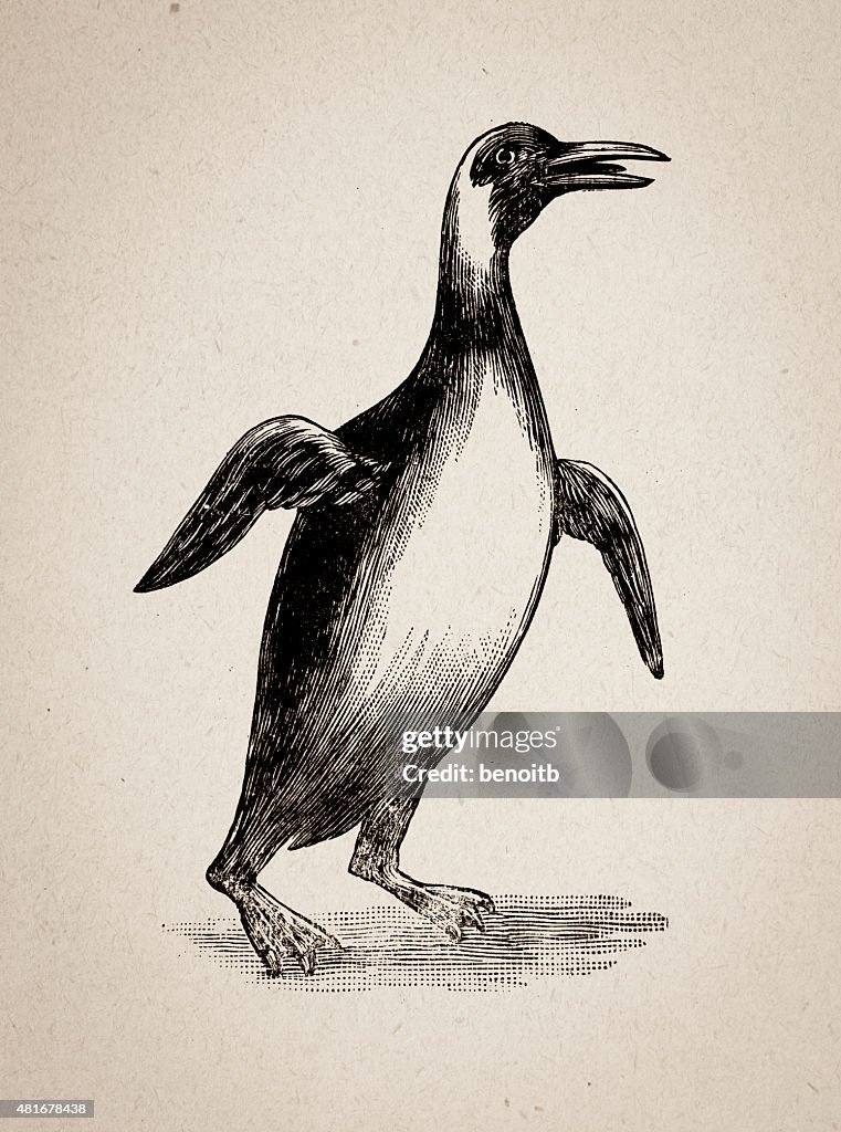 Penguin