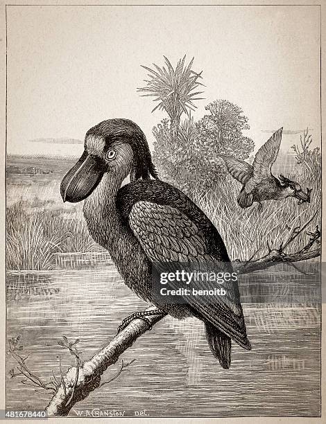 boat-billed heron - amazon forest stock illustrations