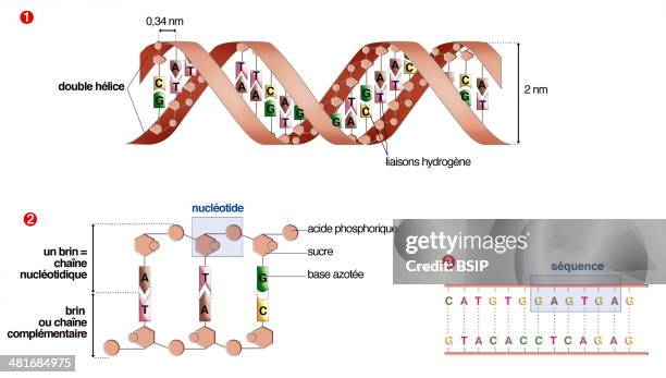 Illustration of the DNA molecule and its components. DNA is made up of two strands, a nucleotide chain and a complementary chain, each one made up of...