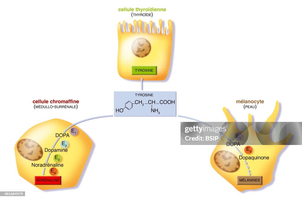 Tyrosine Metabolism
