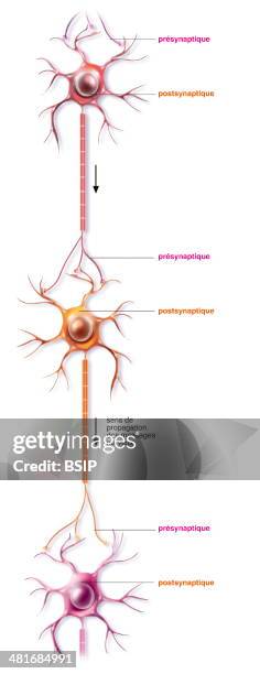 Illustration of a network of presynaptic and postsynaptic neurons attached to each other by the intersynaptic space which allows nervous impulses to...