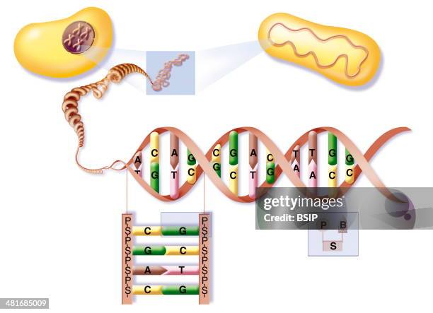 Illustration of the location and structure of DNA in euryotes and procaryotes . DNA from both cells unwinds to the DNA double helix highlighting...