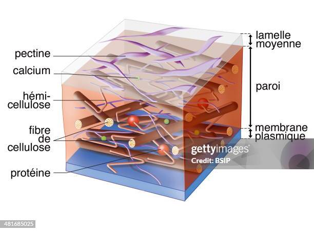 Illustration of a plant cell's primary cell wall consisting of cellulose, hemicellulose, proteins, pectins and calcium.