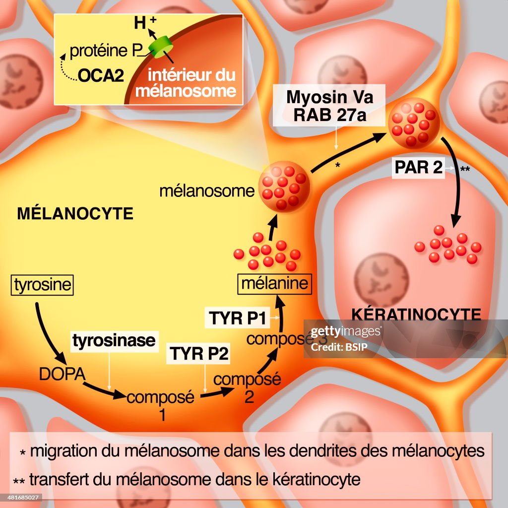 Melanocyte