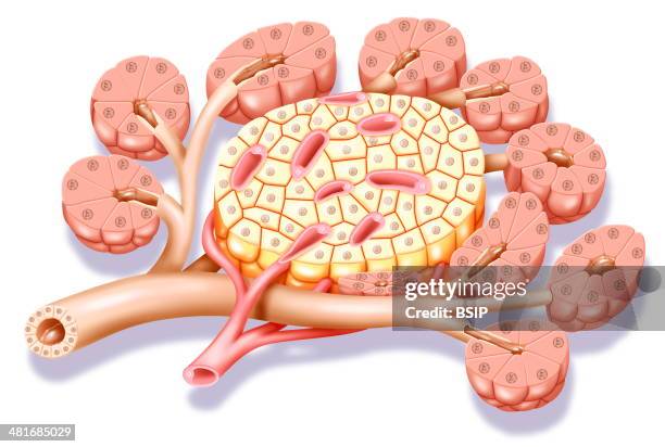 Illustration of a Langerhans islet located in the pancreas surrounded by acinar pancreatic tissue from which separating excretory ducts exit ,...