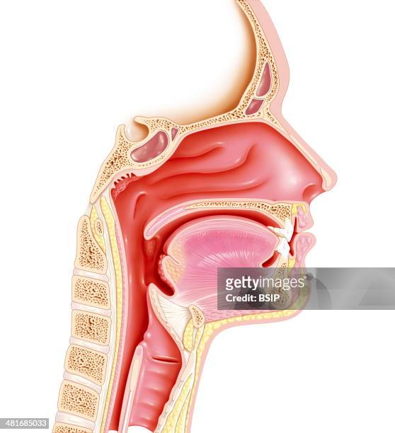 Mid-sagittal plane illustration of the upper respiratory tract, showing the nasopharynx, the three nasal concha , the mouth, the upper part of the...