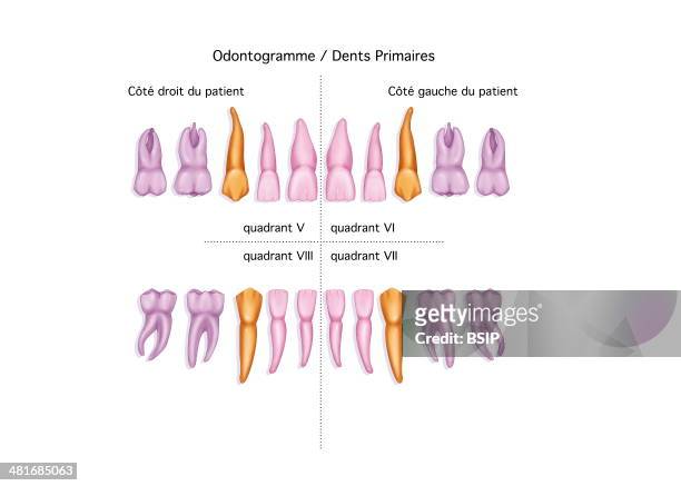 Illustration of primary dentition : - 8 incisors - 4 canines - 8 molars.