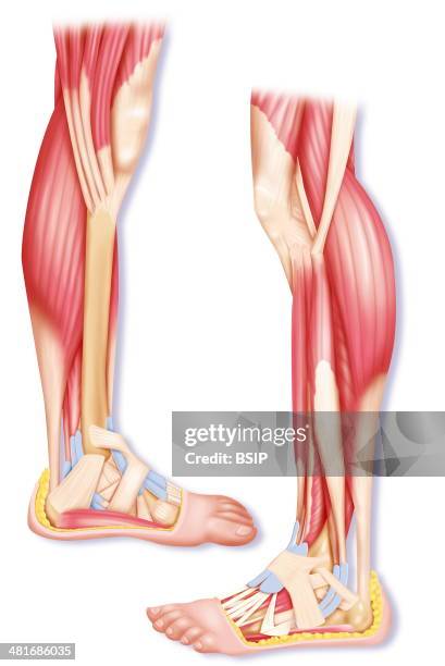 Peroneals Function Peroneal Muscle Photos and Premium High Res Pictures - Getty Images